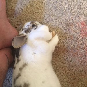 Meet your Posher, Samuel